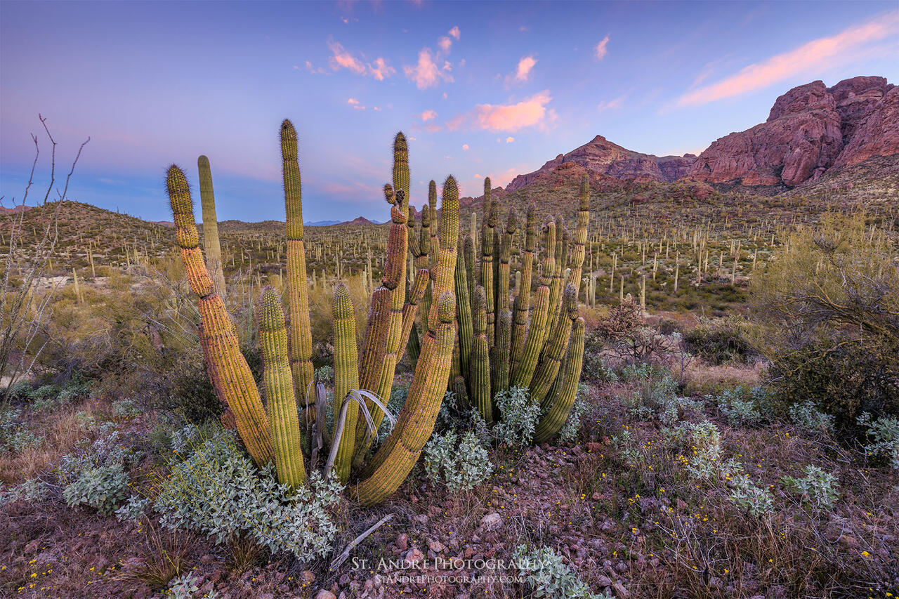The Organ Pipes Organ Pipe National Monument, Arizona Nathan St
