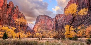 The main subject is Angels Landing with a collection of cottonwood trees with fall-colored leaves all of which are yellow. 