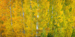 A grove of aspens but only the tops of the trees can be seen. Image taken in southern Utah on Cedar Mountain