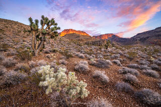 A desert landscape with a Joshua tree and cactus sitting in front of a large mountain with sunset light hitting clouds. 