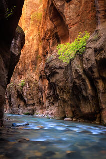 Birch tree backlit sitting up on the canyon wall deep in the narrows. The river flows through the canyon floor while a warm light casts down from above.