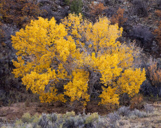 Canyon Popcorn