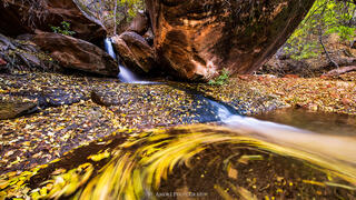 A swirl of fall leaves in a stream in Zion National Park