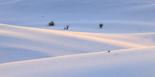 sand dunes lit up by the rising sun with a few yucca in the distance in white sands. 