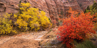 Cottonwoods and Maple trees in Zion National Park