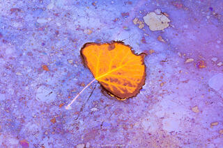 A yellow leaf sits in a plant oil slicked surface with multicolored paterns scattered around the leaf.