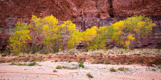 A series of cottonwood trees with golden leaves are growing in a dry riverbed in southern Utah. 