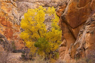 A cottonwood tree in fall color popping out from behind a rock wall.