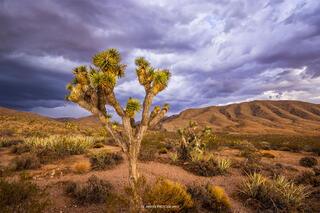 A joshua tree stands in the desert as a thunderstorm brews.