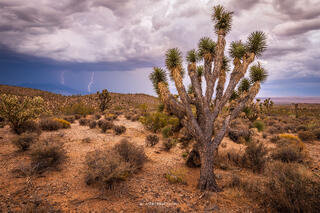 A joshua tree stands in a desert landscape while a thunderstorm behind it drops two lightning bolts on the distant mountains. 