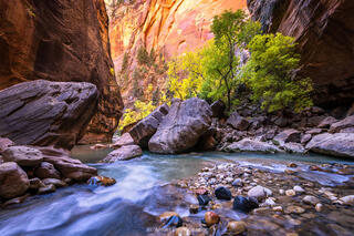 The Virgin river flowing through the Narrows with large boulders in the river along with trees with yellow leaves along the shoreline. 