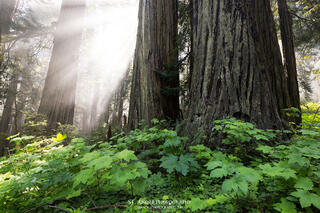 Three Large Redwood trees have light rays shootin by them as mist rolls through the forest.