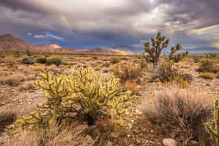 A cholla cactus and a joshua tree reside in a desert landscape while a storm rages behind them. A rainbow can be seen above the landscape. 