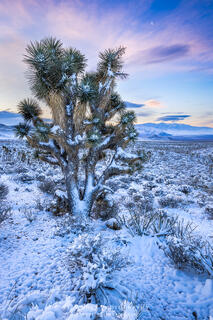 A joshua tree covered in snow and ice. 