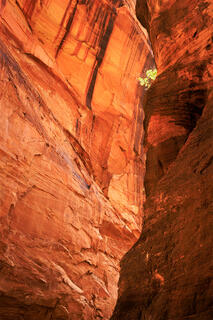 A shot from deep within a slot canyon that has a small tree growing near the top peaking out from behind the wall. 