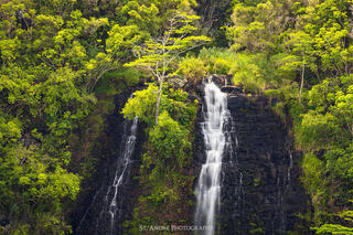 Opaekaa Falls in Kauai, Hawaii. Green foliage surrounds the waterfall with a large tree that bifurcates the waterfall. 