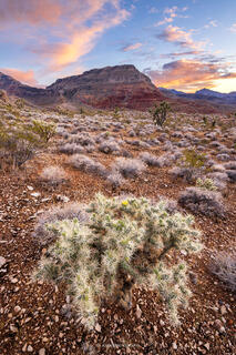 A cholla cactus sitting in the Paiute wilderness acts as the foreground while a large mountain sits in the distance with dramatic clouds sitting above that. 