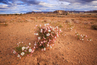 Prim Roses Lake Powell