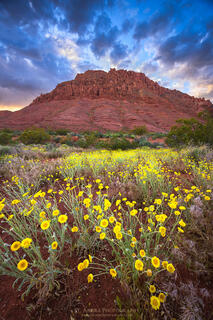 A cluster of desert marigold flowers found outside St. George Utah, below a large red mountain. 