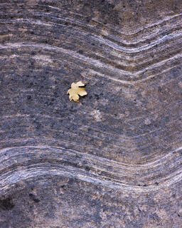 A maple leaf sits upon sandstone that looks like a river. The leaf appears to drift through the sands of time.