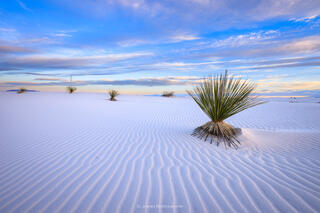 A series of yucca on a sand dune in white sands national park