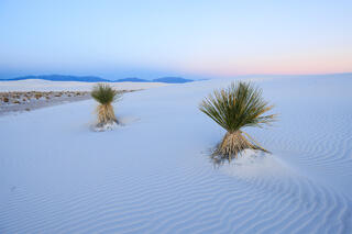 Sentinels in the Sand