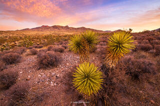 A four-armed joshua tree grows in a desert landscape while a pastel-filled cloudy sky stretches across the images over a distant mountain range.