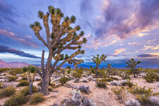 A large Joshua Tree stands in a desert landscape with other giant josha trees in the distant at sunset. Image taken in southwest utah. 