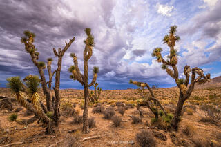 Three joshua trees stand together in a desert landscape in the Mojave desert while a storm swirls in the sky above the trees. 