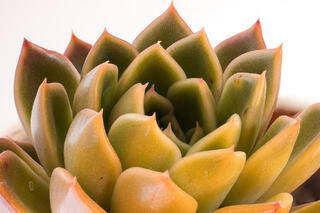 Succulent