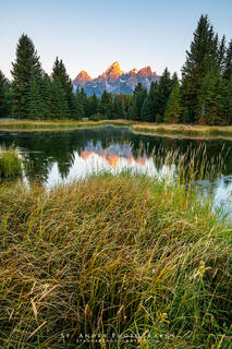 The grand teton range is reflected off the water while riparian grass resides in the foreground. Image taken in Grand Teton National Park. 
