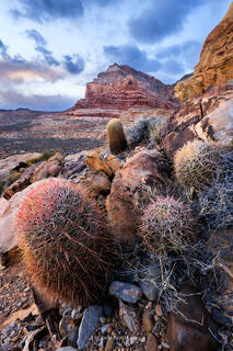 Four barrel cacti make up a fun foreground while a large church-shaped mountain in the distance looms beneath cloud-filled skies. 