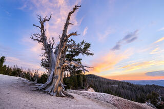 A large bristle cone pine in Cedar Breaks National Monument