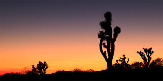 The Mojave Desert