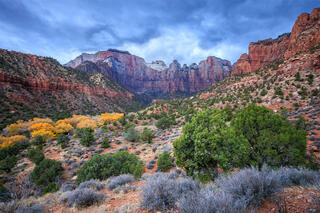 The towers of the Virgin in Zion National Park with a cluster of fall colored trees on the left side. 