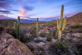 Three Saguaro cactus standing in a line with vibrant and colorful sunset is seen in the distance. The image was taken in Saguaro National Park. 