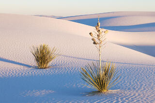 Two yucca in a dune field. 