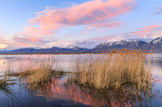Plant life sticking out of Utah lake with the backdrop of the Wasatch Mountains in view.
