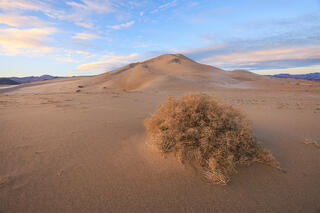Sand dunes and salt brush at dawn in Death Valley
