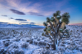 A Joshua tree covered in snow and ice at sunrise. The landscape is covered with now as well