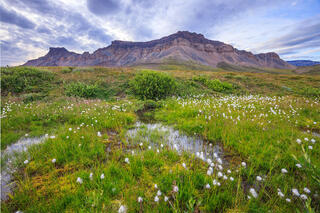 cotton grass amongst a meadow of water and other riparian plants. A large plateau in the distance is backlit by sunset. 