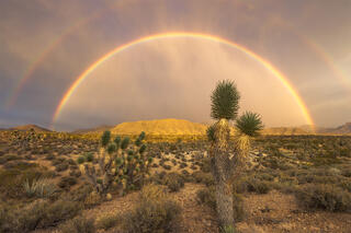 double rainbow over Joshua trees