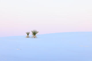 two yuccas on the top of a sand dune. The colors of the sky match the ground so they bleed together in a soft image. 