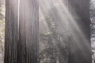 A grove of redwood trees stands with mist and beams of light moving through them. 