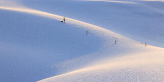 White sands new mexico, with a trail of yucca lit up by the sun