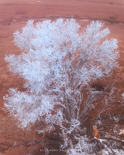 Hoar frost on trees in canyonlands national park. 