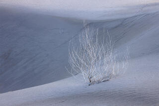 a lone bush that has become skeletal since it died. It sits on a sand dune. 