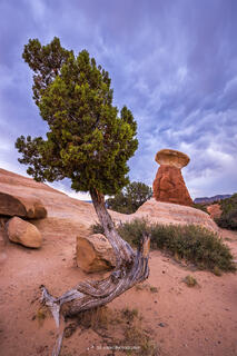 A juniper tree and a hoodoo in a desert landscape in southern Utahs Devils Garden in Escalante. A swirling storm brews in the background. 