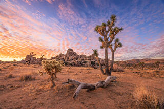 A beautiful sunrise with crimson and blue in the sky.  A cactus and a joshua tree are prominent in the frame with a large boulder pile in the back. 