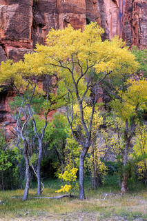 Spinkly cottonwood trees that rise up off the canyon floor and have a crown of golden leaves.